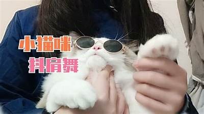 抖阴快猫：探索猫咪趣味视频，带你领略萌宠日常
